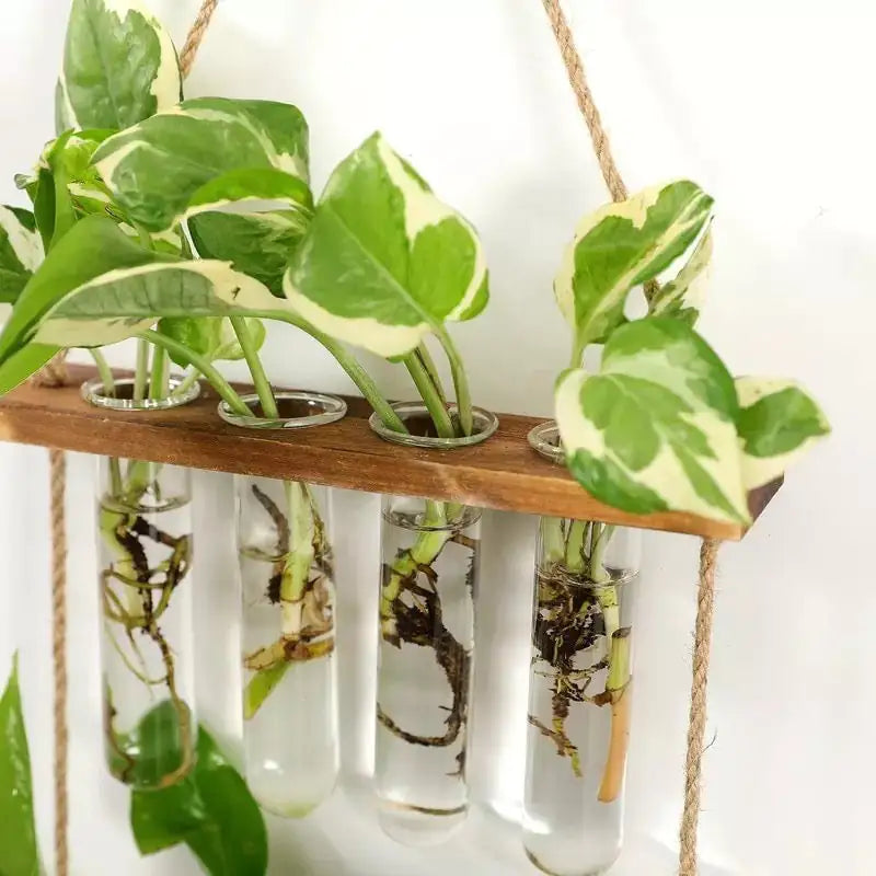 Test Tube Propagation Station - Living Elephant